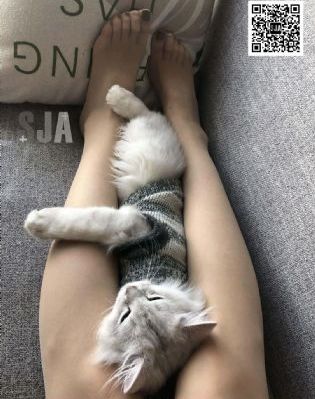 虎啸龙吟
